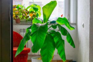 Balcone tropicale