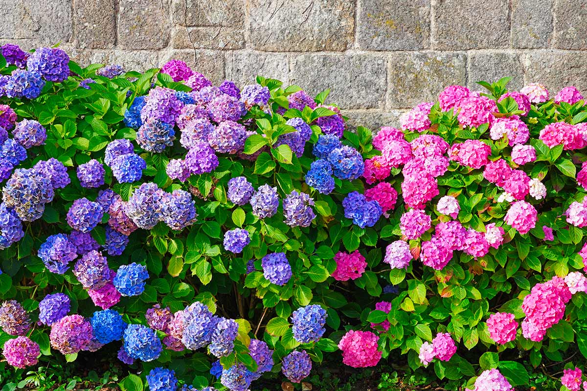 Ortensie blu, rosa o viola in giardino