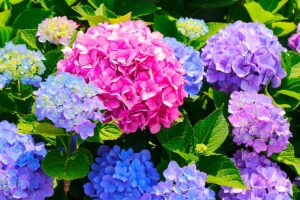come cambiare il colore delle ortensie