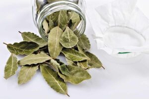 Foglie di alloro sempre fresche