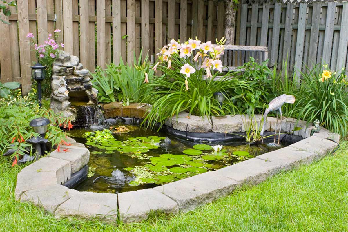 laghetto da giardino con piante acquatiche