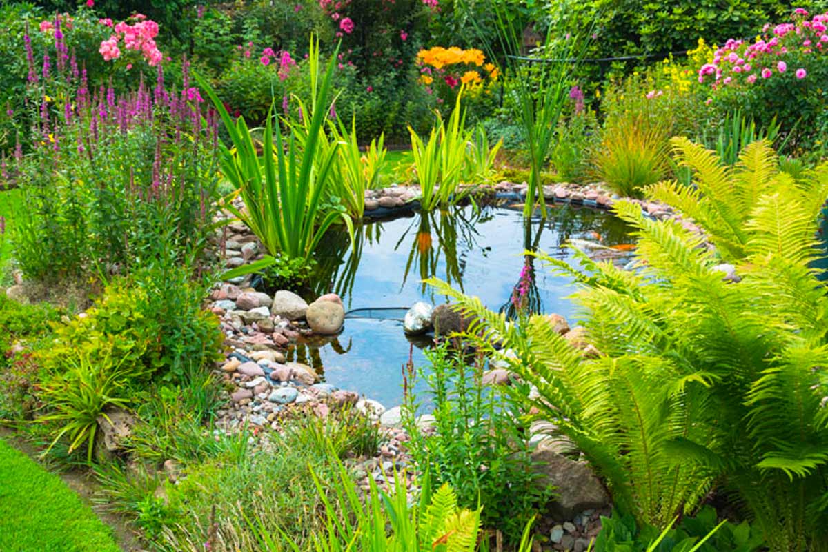 laghetto con piante in giardino e bordo con sassi
