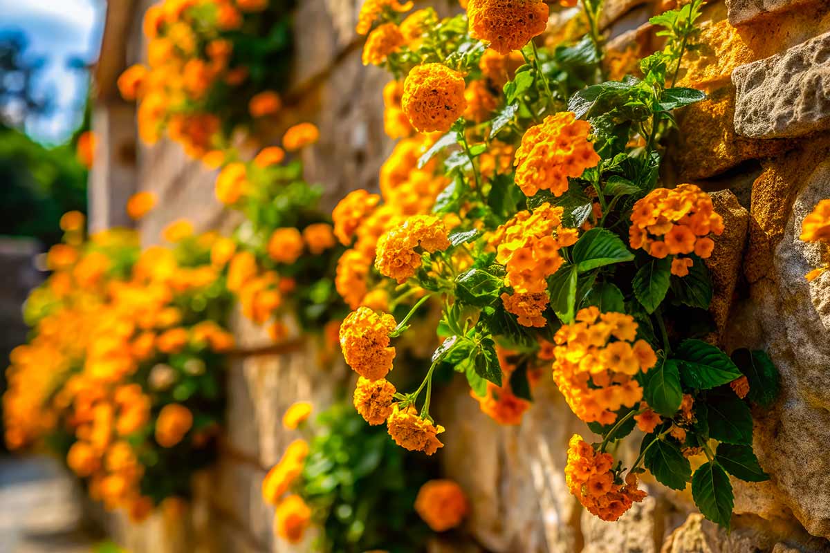 Lantane gialle in giardino