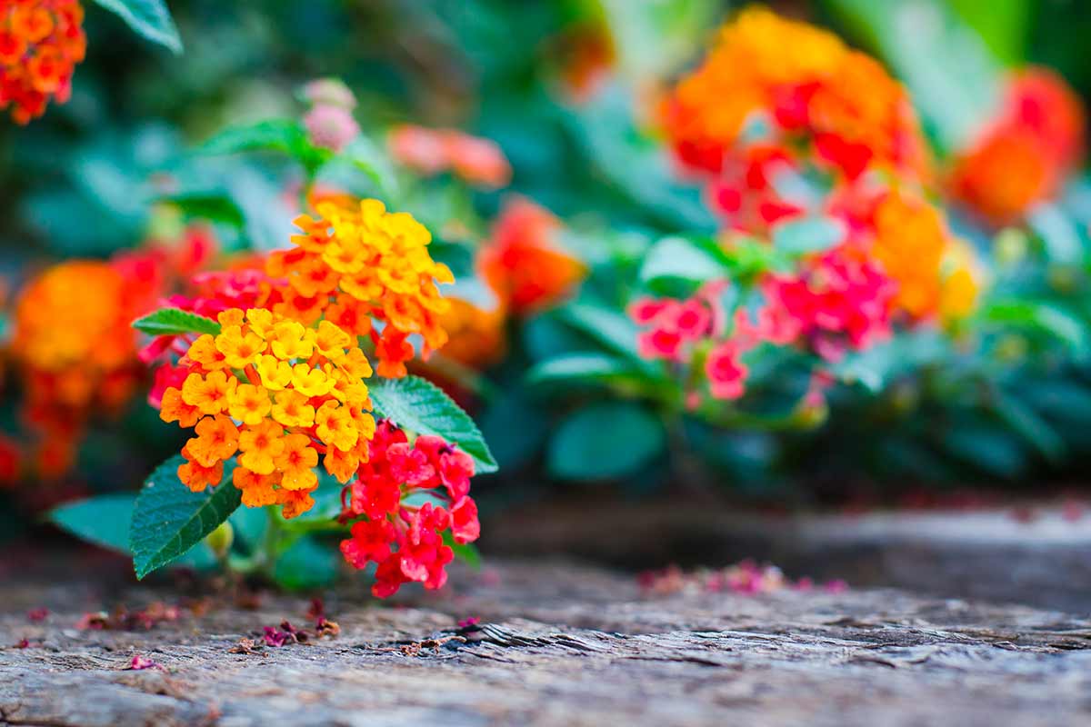 Bordura di lantana