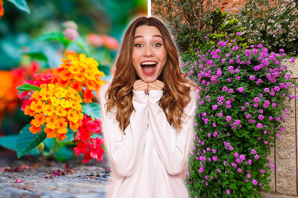 lantana strisciante, bordure e cascate di fiori