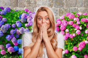 Ortensie in primavera, come farle esplodere di fiori