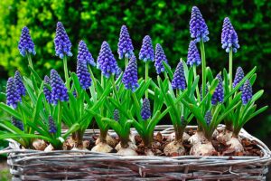 piante primaverili che trasformeranno il tuo giardino