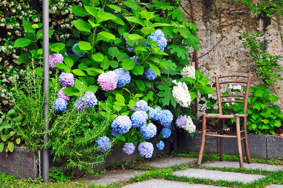 cespuglio di ortensie blu e rosa