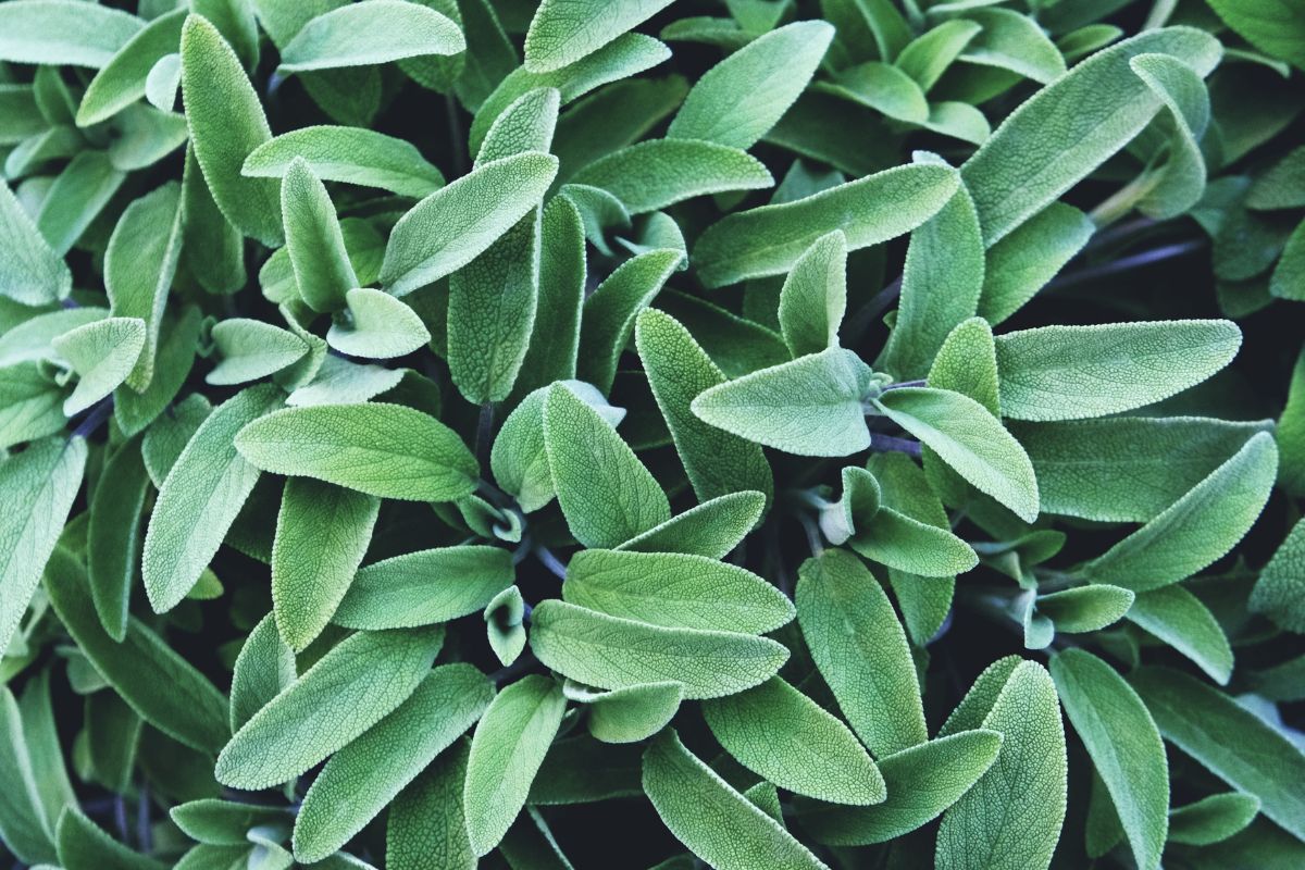 piante aromatiche da moltiplicare in primavera