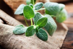 Talea di salvia