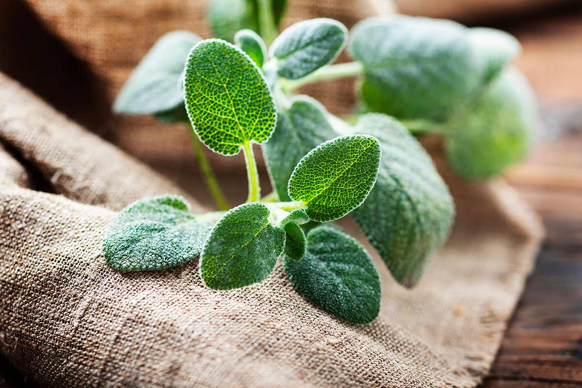 Talea di salvia