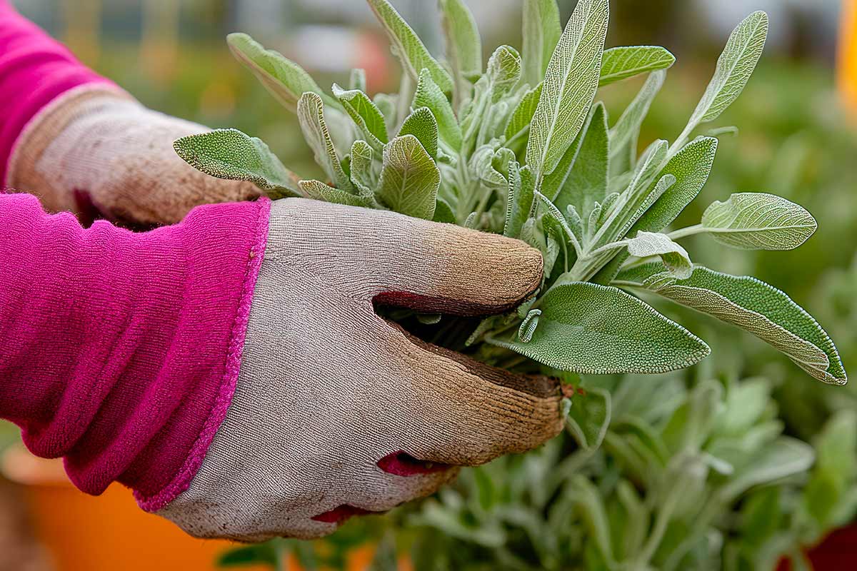 salvia