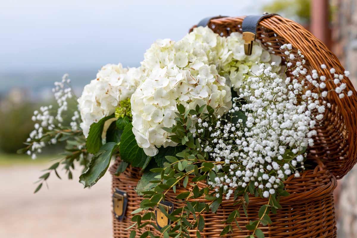 cesto in vimini con ortensie bianche