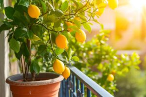 Limoni in vaso sul balcone