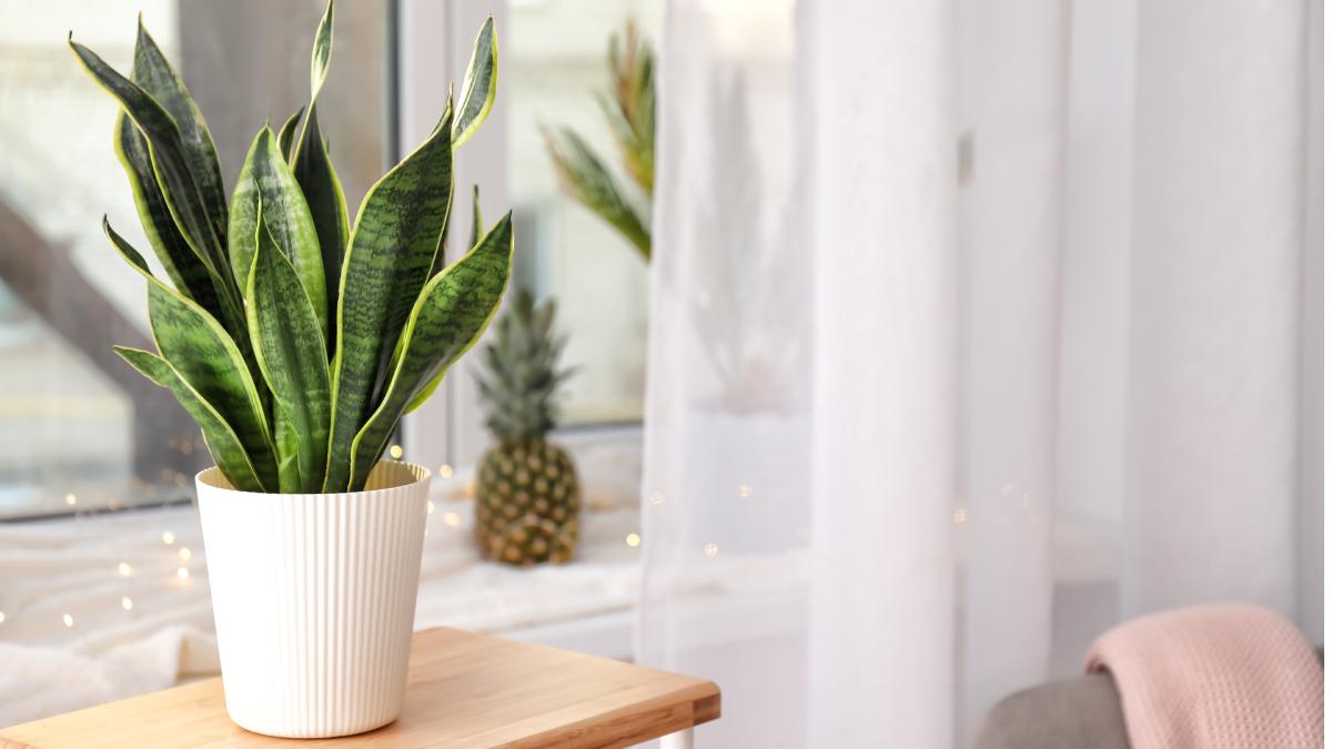 Sansevieria in vaso