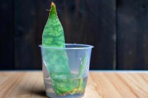 Sansevieria marcia