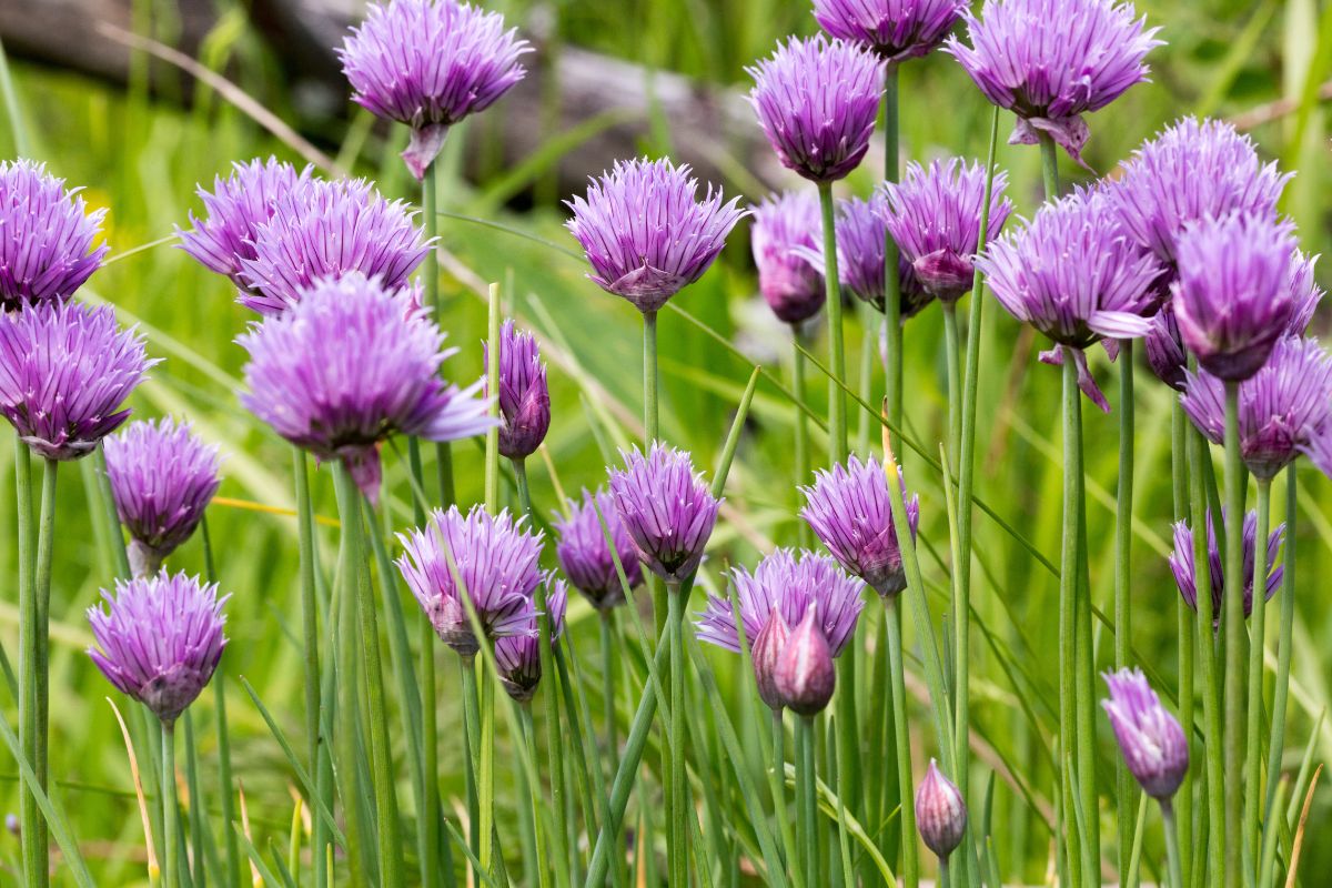 aiuola con piante aromatiche
