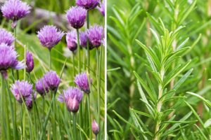 piante aromatiche nelle aiuole