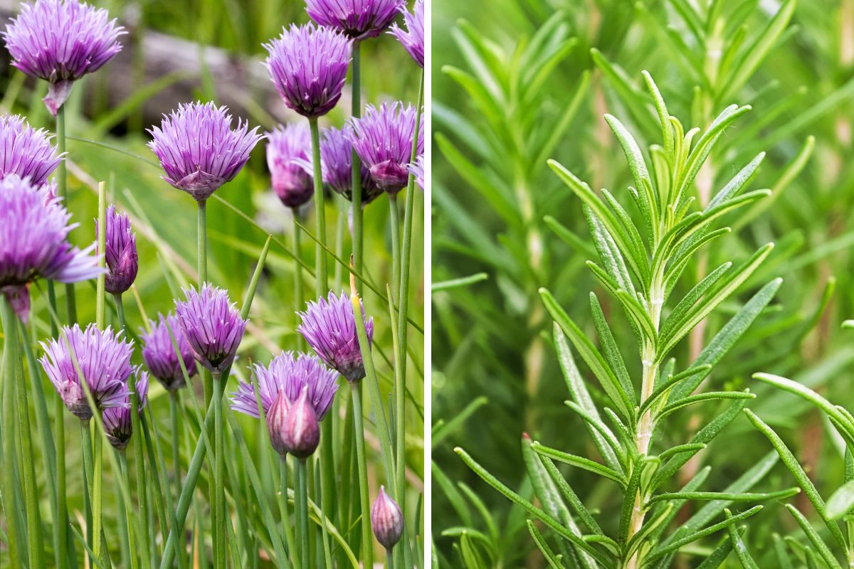 piante aromatiche nelle aiuole