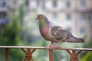 metodi naturali anti piccioni