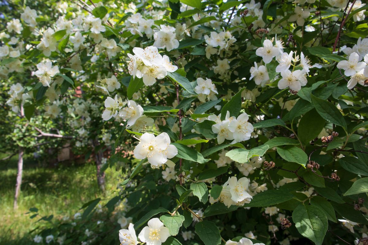 fiori profumati in giardino