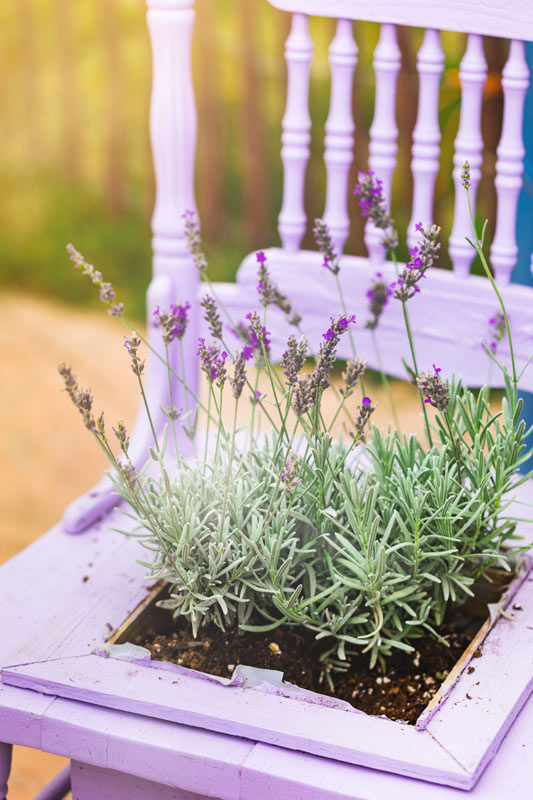 vecchia sedia con lavanda