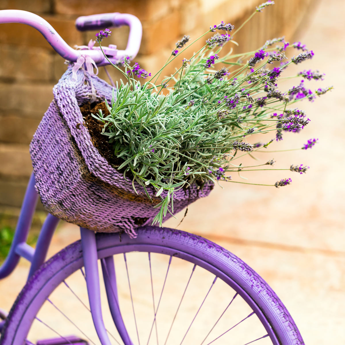 bicicletta diventata fioriera