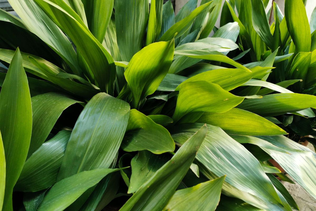 piante in un cesto in vimini