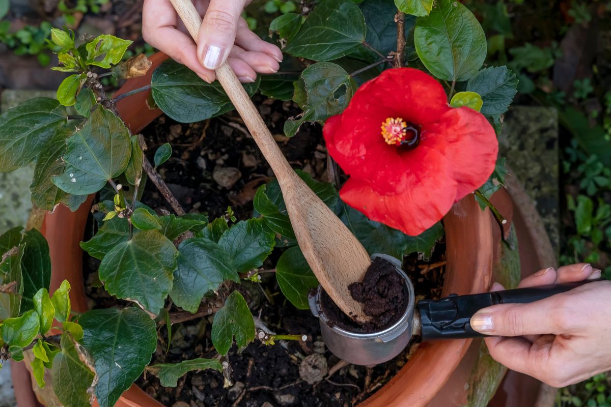 piante che fioriscono di più con il caffè