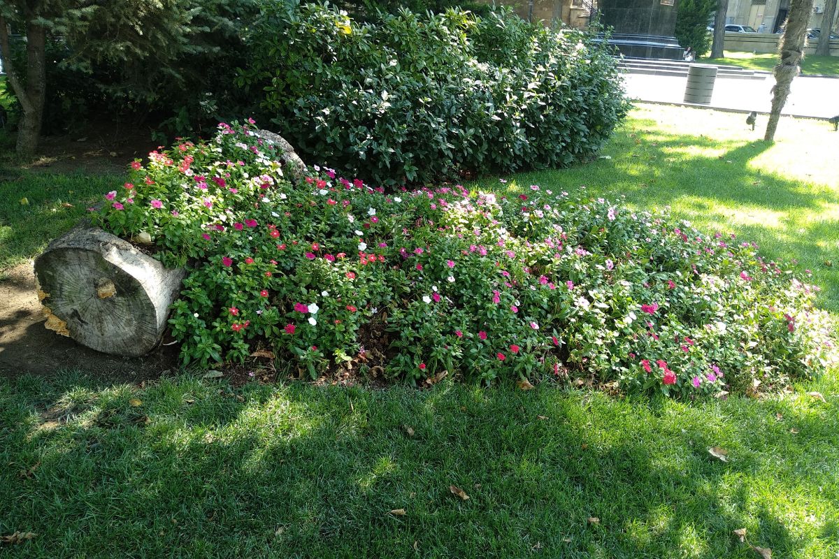 fiori dentro i tronchi