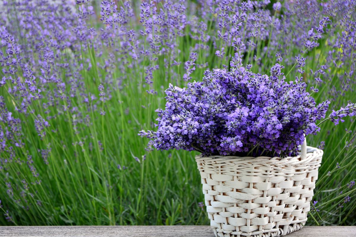 lavanda in giardino