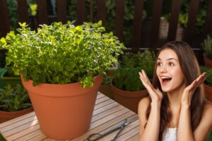 segreti per coltivare origano in balcone