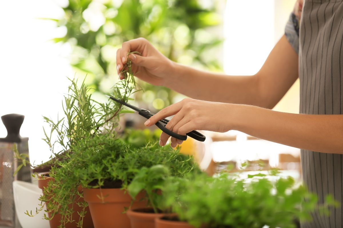 coltivare erbe aromatiche sul balcone
