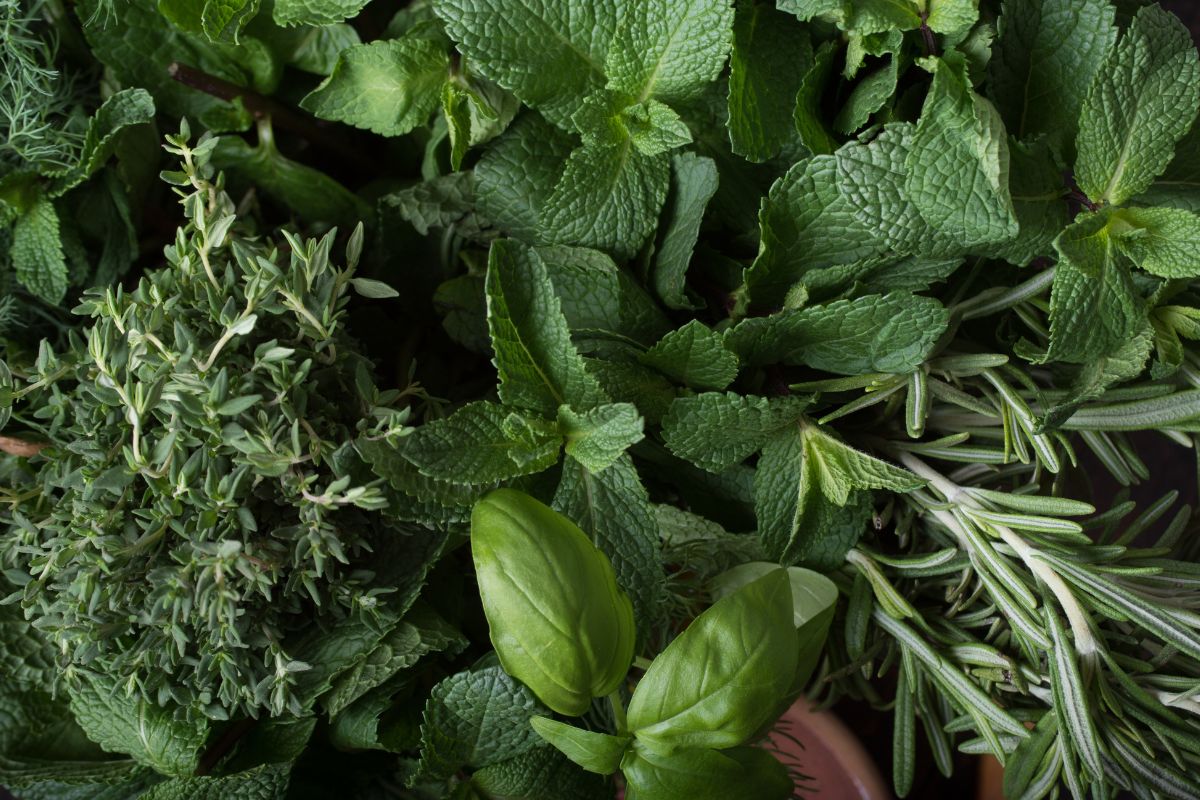 coltivare basilico salvia e menta sul balcone