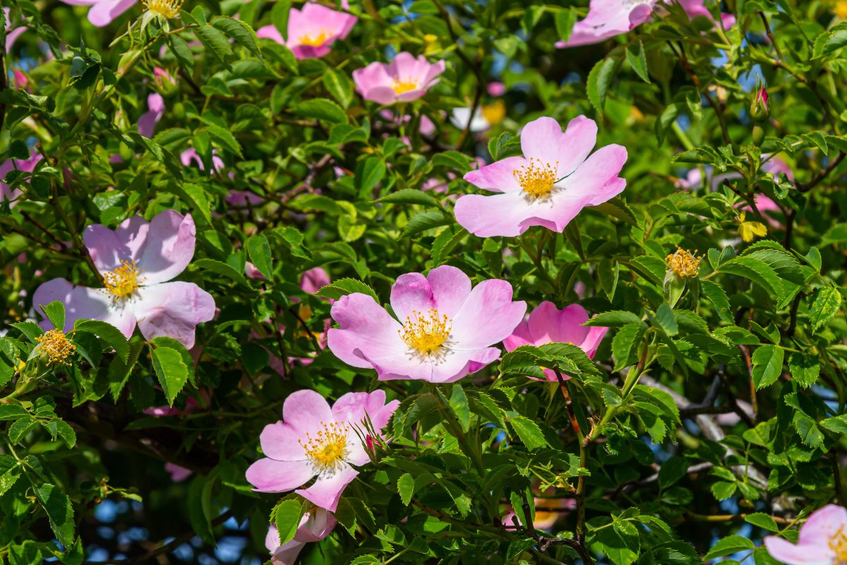 rosa canina in giardino