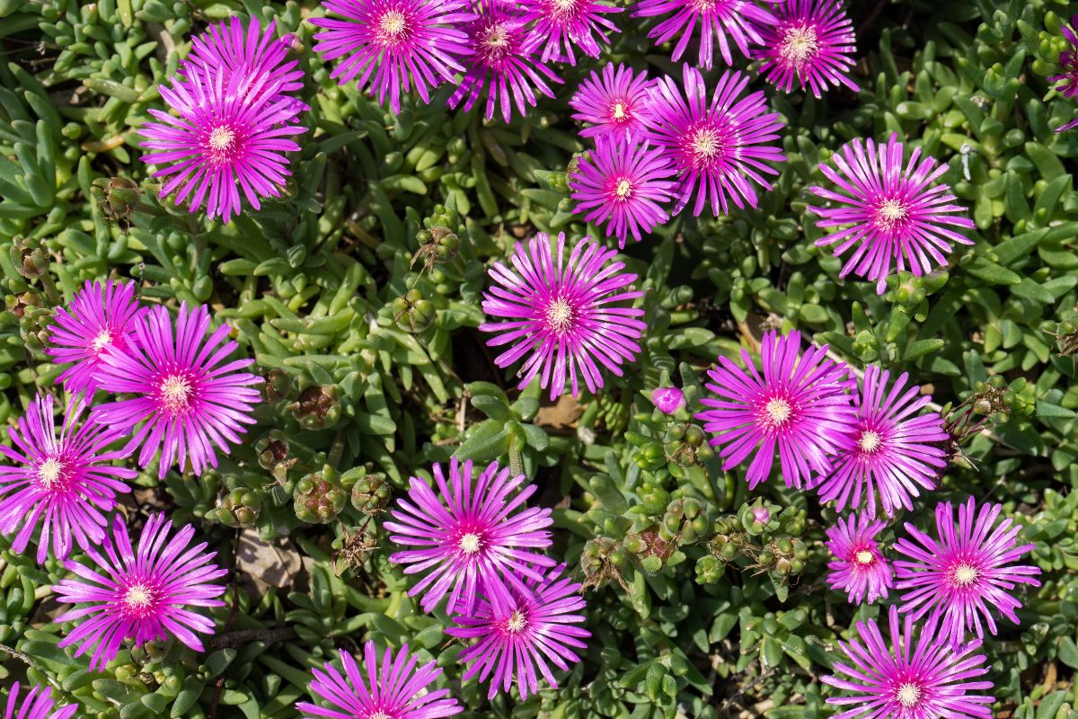 come coltivare il delosperma