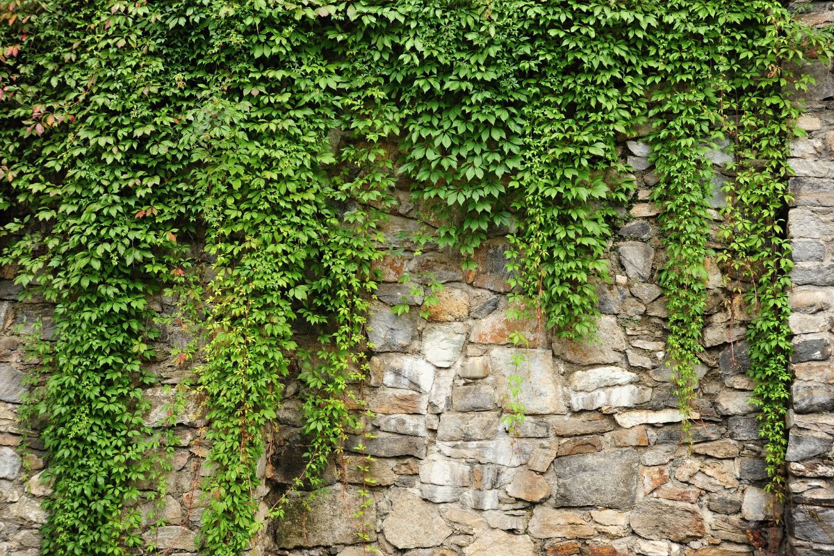coltivare edera in vaso o in giardino