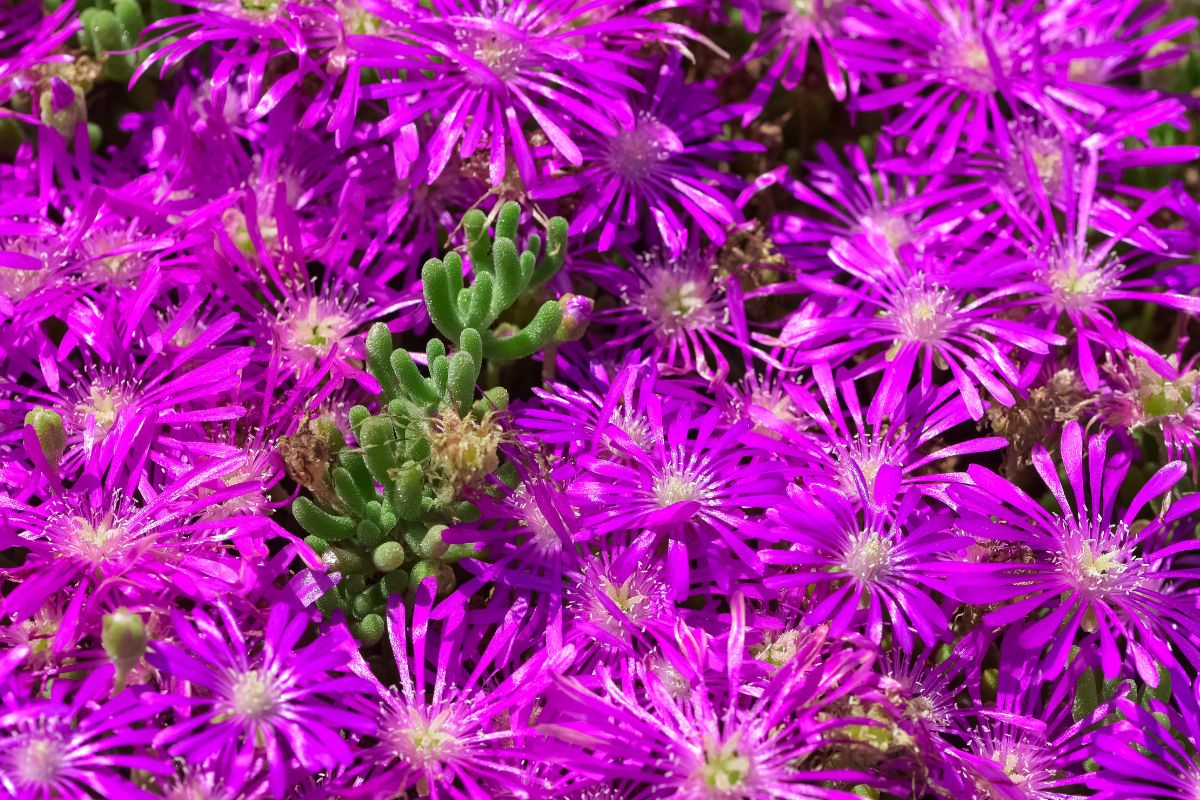 coltivazione del delosperma