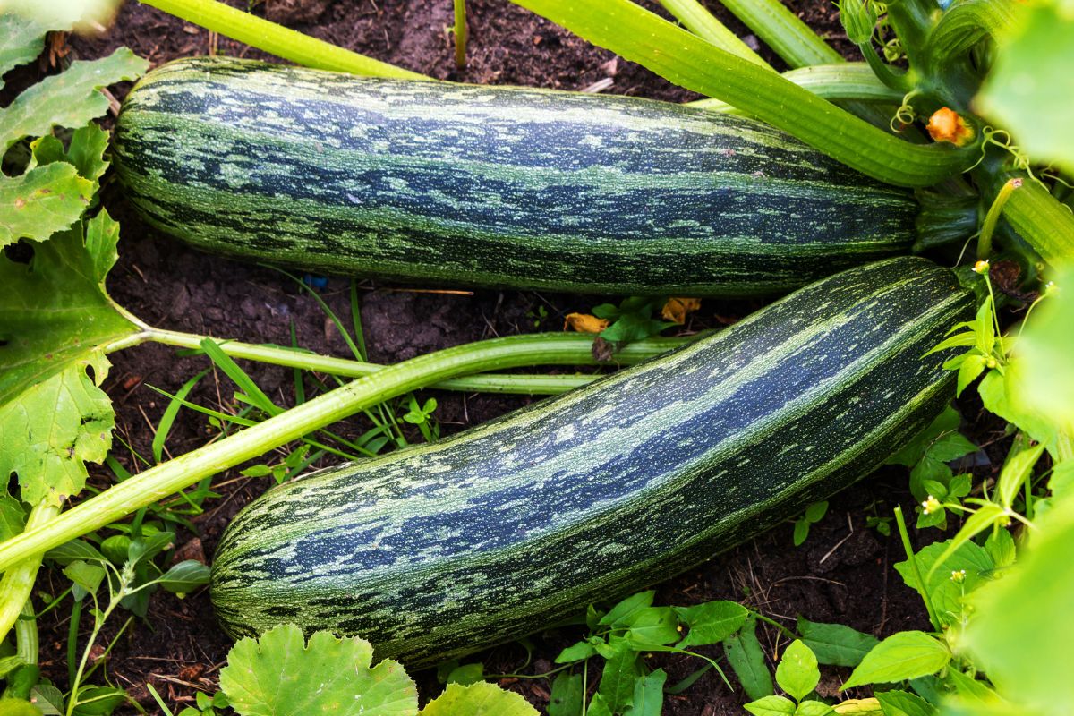 coltiva zucchine per tutta l’estate