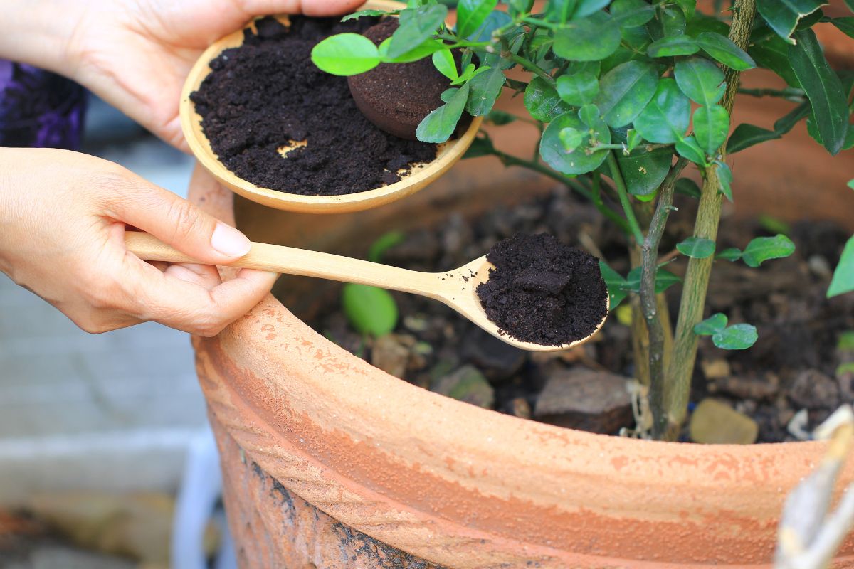 caffè come concime naturale