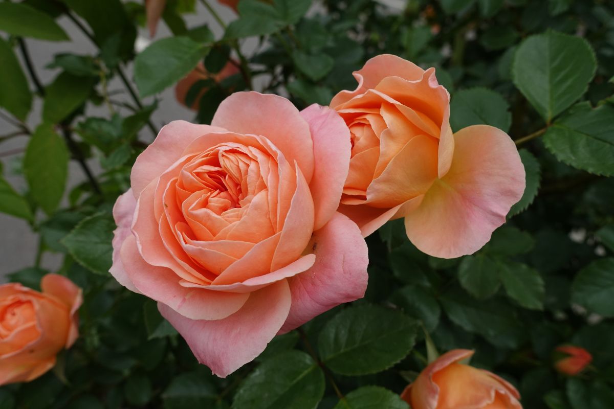 concimare le rose per fioritura esplosiva