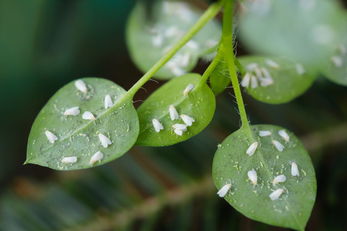 soluzioni mosca bianca su gerani e piante aromatiche