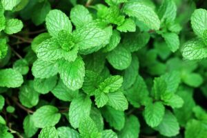 propagazione della menta