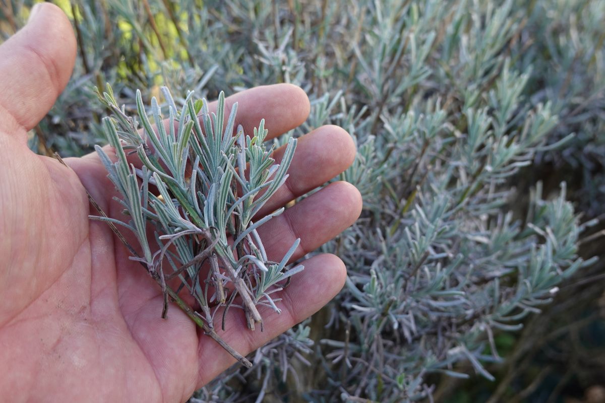 talea di lavanda