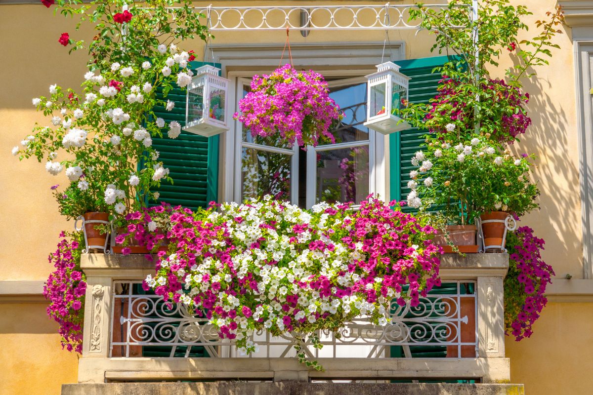 concimazione mirata in balcone per le piante