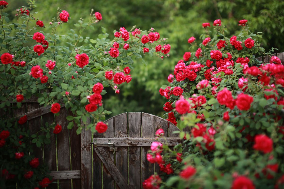 come concimare le rose a maggio