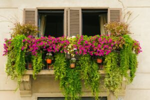 concimare le piante in balcone
