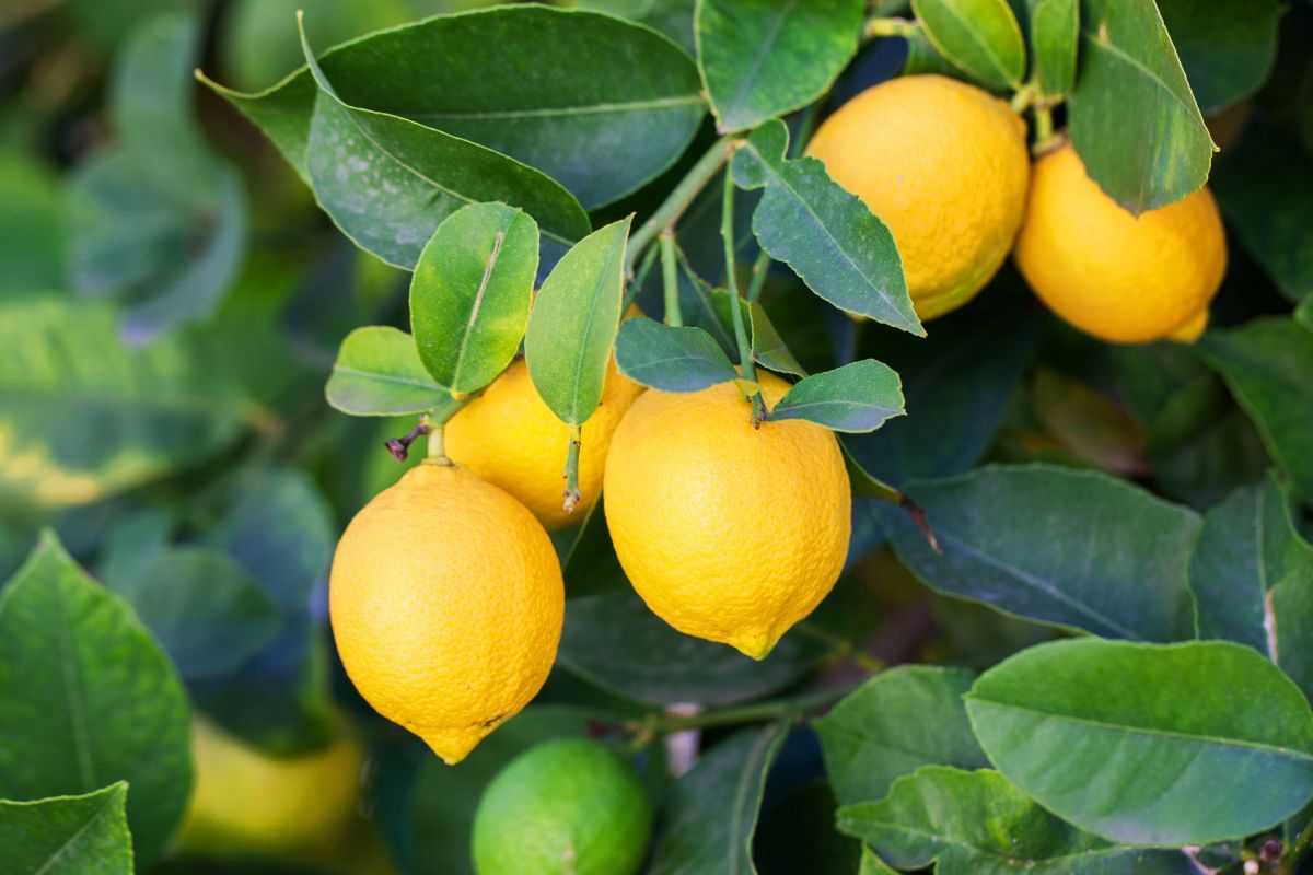 concime naturale per limone che non fa frutti