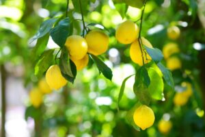 concime naturale per albero di limone