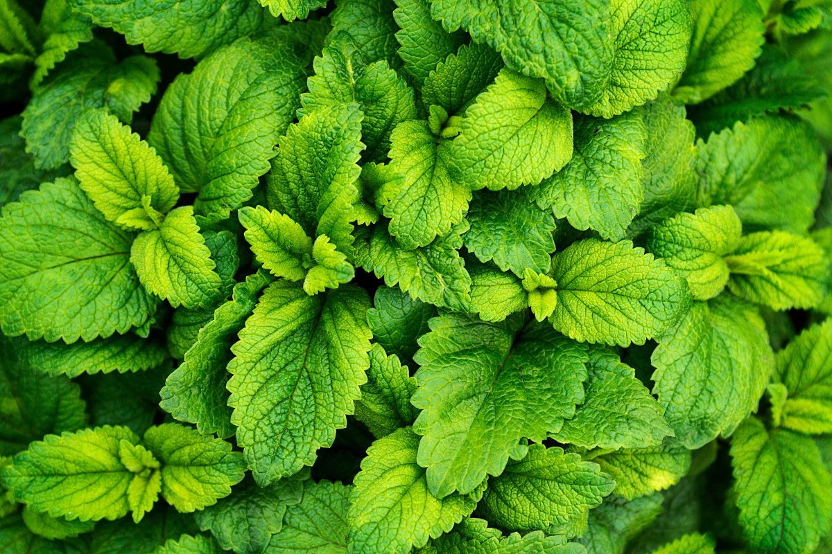 coltivare la menta